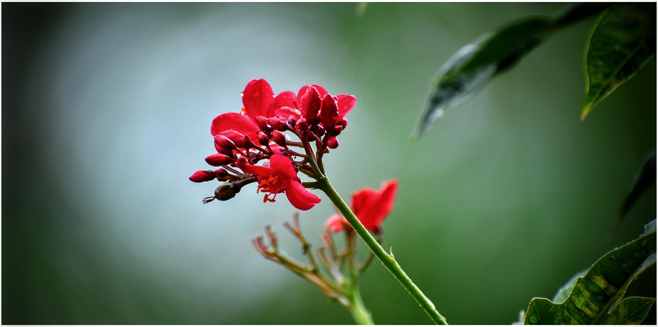 Vintage - free online jigsaw puzzle photo