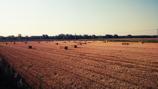Free Wheat Land photo and picture