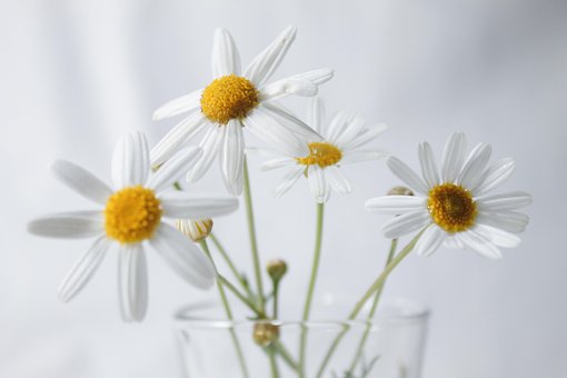 Free White Flowers Beautiful Flowers photo and picture