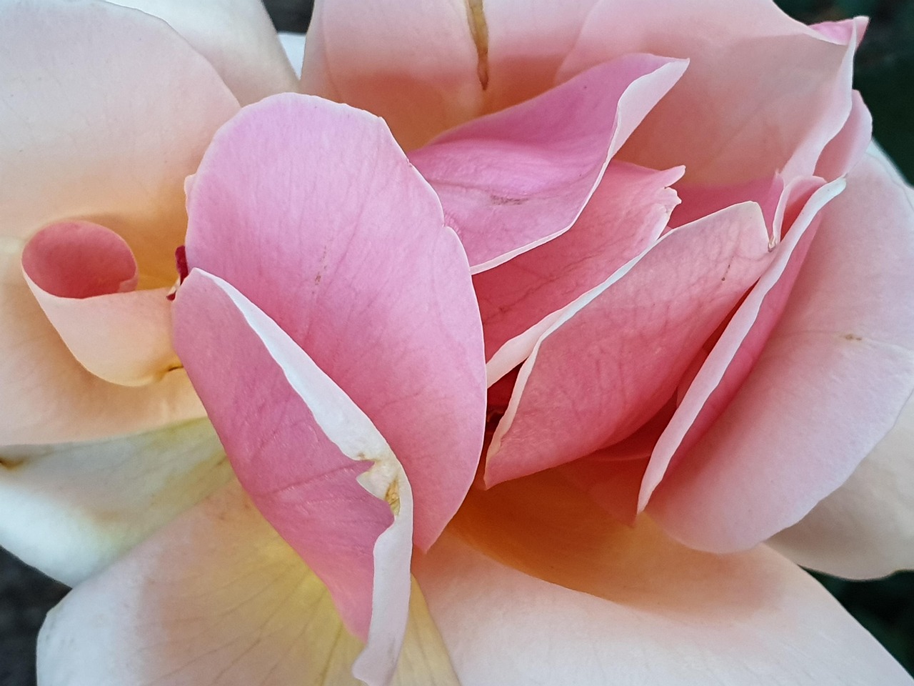 Rose Flower Love Free photo on Pixabay Pixabay