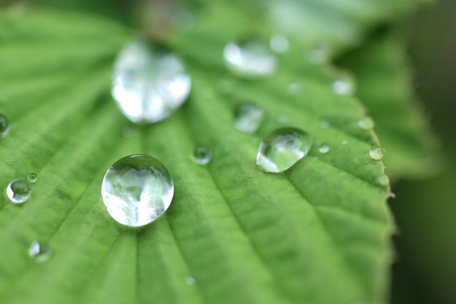 Free Rany Nature photo and picture