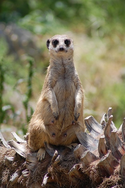 Suricata, Africa, Naturaleza, Animales