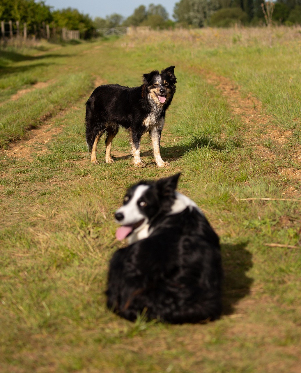 Border Collies Frontera Collie Par Foto gratis en Pixabay Pixabay