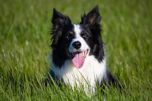 800以上の無料ボーダーコリー 犬画像 Pixabay
