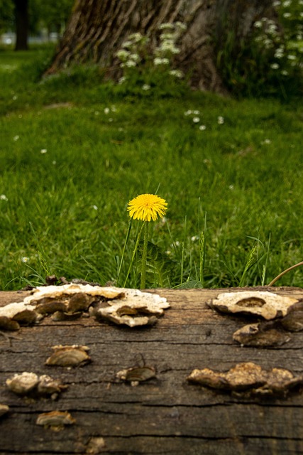 Free Dandelion Meadow photo and picture
