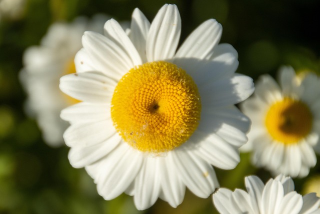 Free Flowers Petals photo and picture