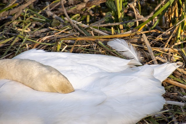 Free Swan Swan Feather photo and picture
