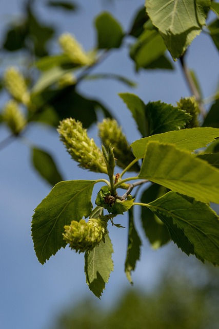 Free Birch Birch Leaf photo and picture