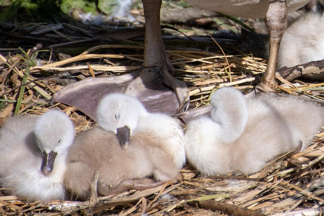 Free Swan Chick photo and picture
