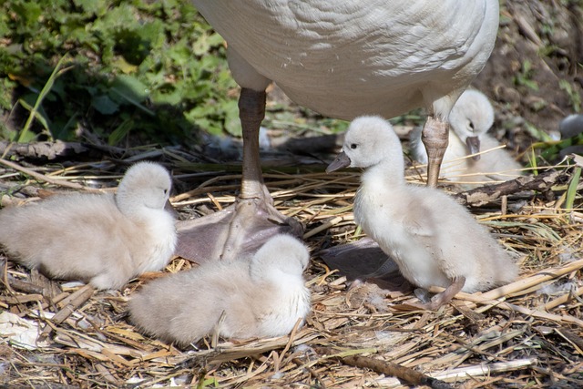 Free Swan Chick photo and picture