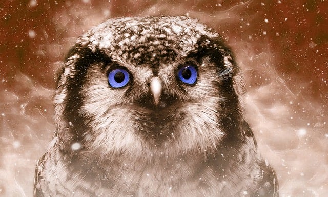 Free owl bird nature illustration