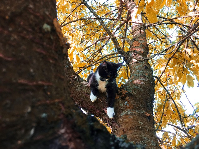 Free Cat Tree photo and picture