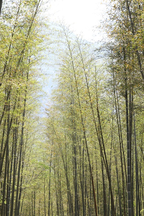 竹 木 森林 - Pixabayの無料写真 - Pixabay