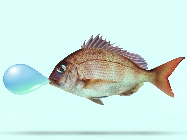 Free Fish Snapper photo and picture
