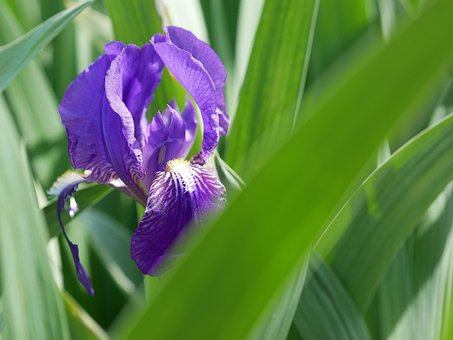 Free Sword Lily Purple photo and picture