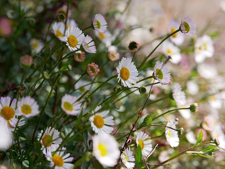Free Fleabane White photo and picture