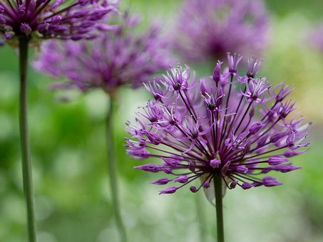 Free Leek Violet photo and picture