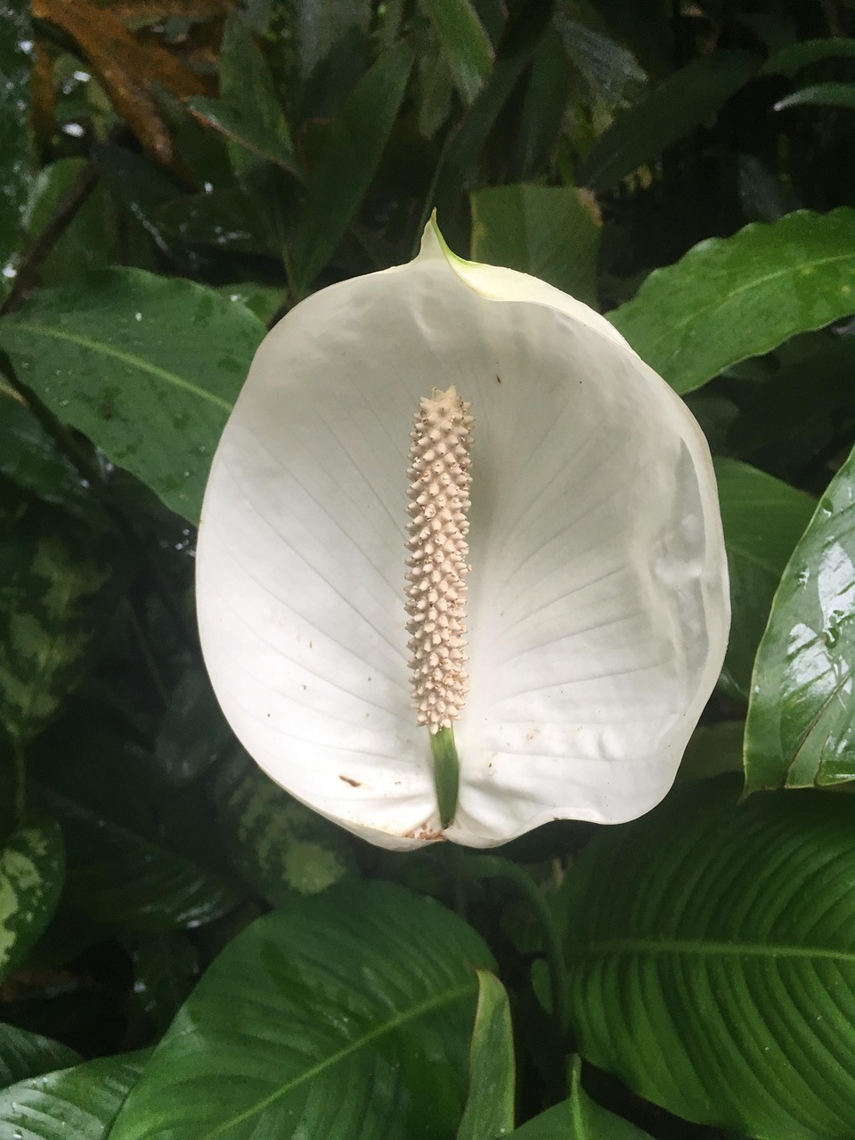 Peace Lilly Free photo on Pixabay Pixabay