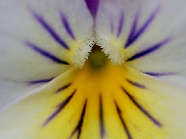 Free Violet Nature photo and picture
