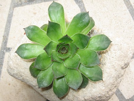 Hauswurz, Saftig, Garten, Rosette