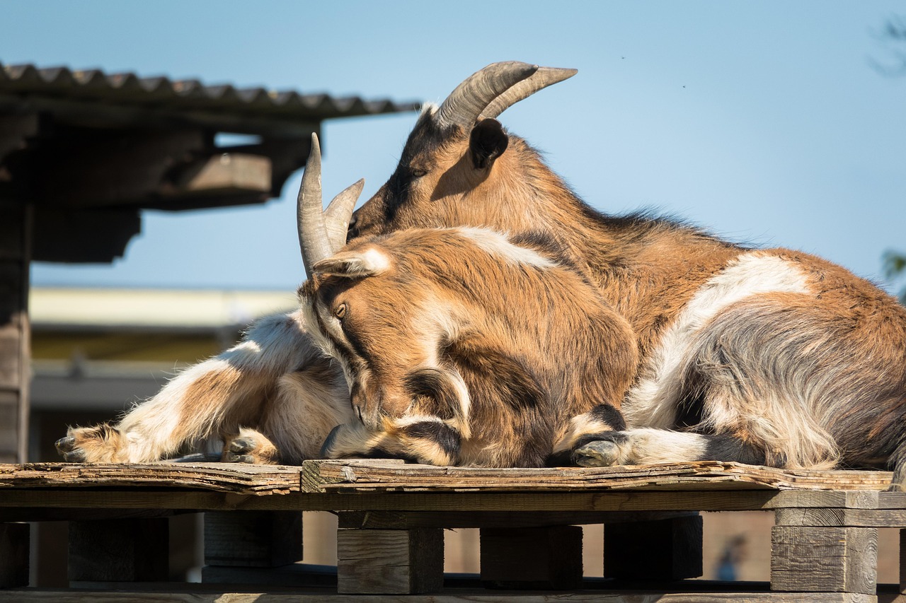 Goat Rest Farm Yard - Free photo on Pixabay - Pixabay