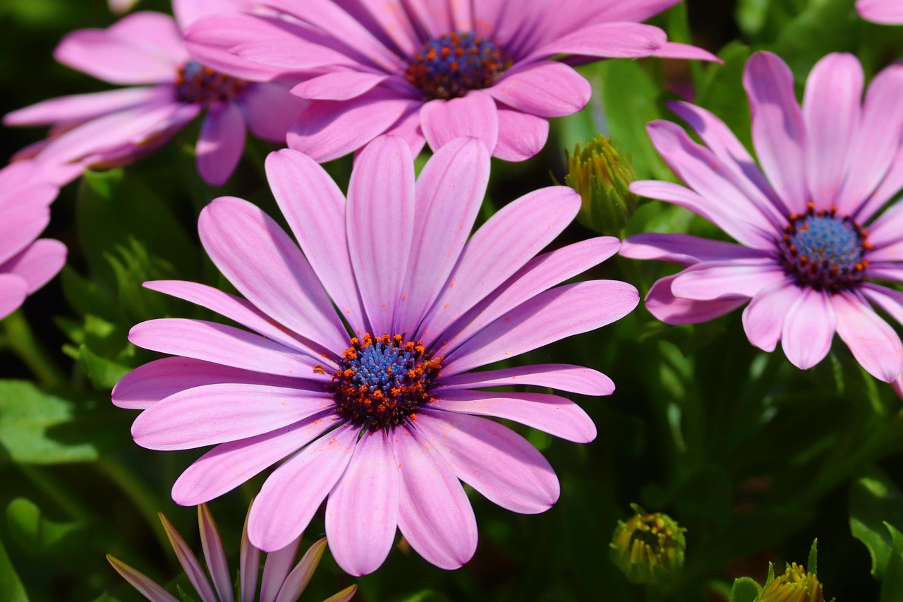 Download free HD stock image of Bornholmmargerite Osteospermum Ecklonis Free Bornholmmargerite Osteospermum Ecklonis photo and picture