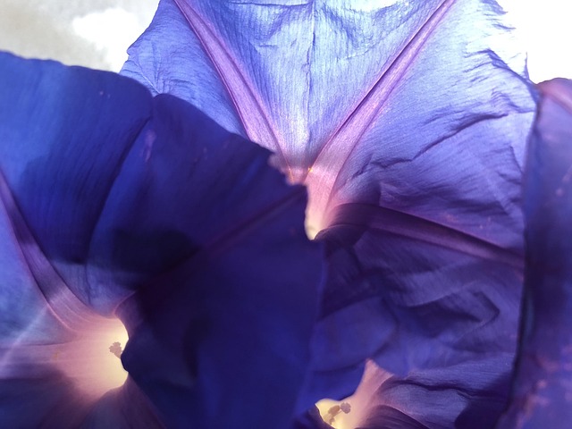 Free Blue Purple photo and picture