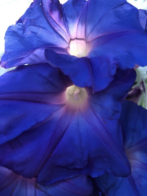 Free Blue Purple photo and picture