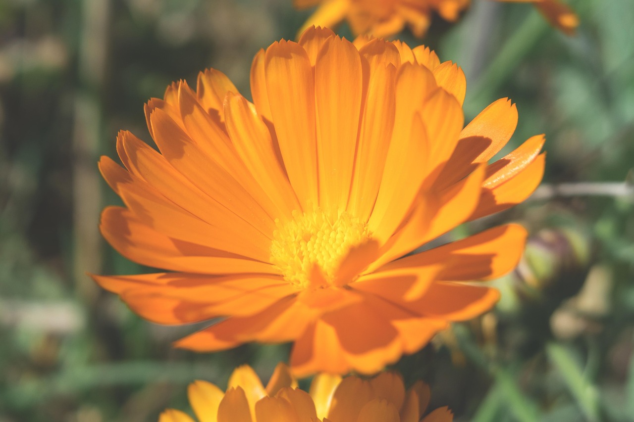 Marigold - free online jigsaw puzzle photo