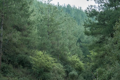 Free Forest Green photo and picture