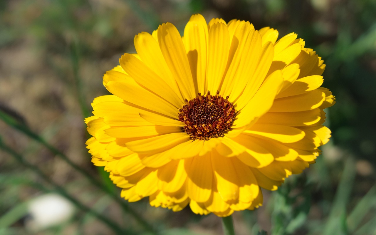 Marigold - free online jigsaw puzzle photo