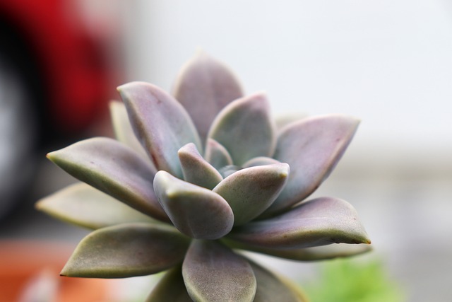 Sukulentná Rastlina, Echeveria
