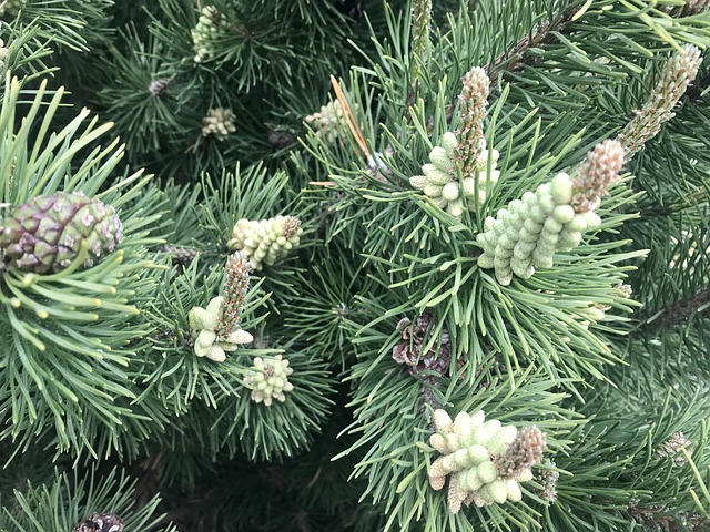 Spruce Tree Spring Spring Spruce In Front Of A - Free photo on Pixabay - Pixabay