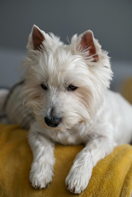 Hund, Kæledyr, Natur, Dyr, Dyr