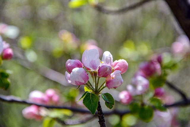 Apple Blossom, Forårs Gren, Forår, Æble