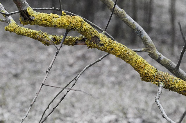 Free Branch Weave photo and picture