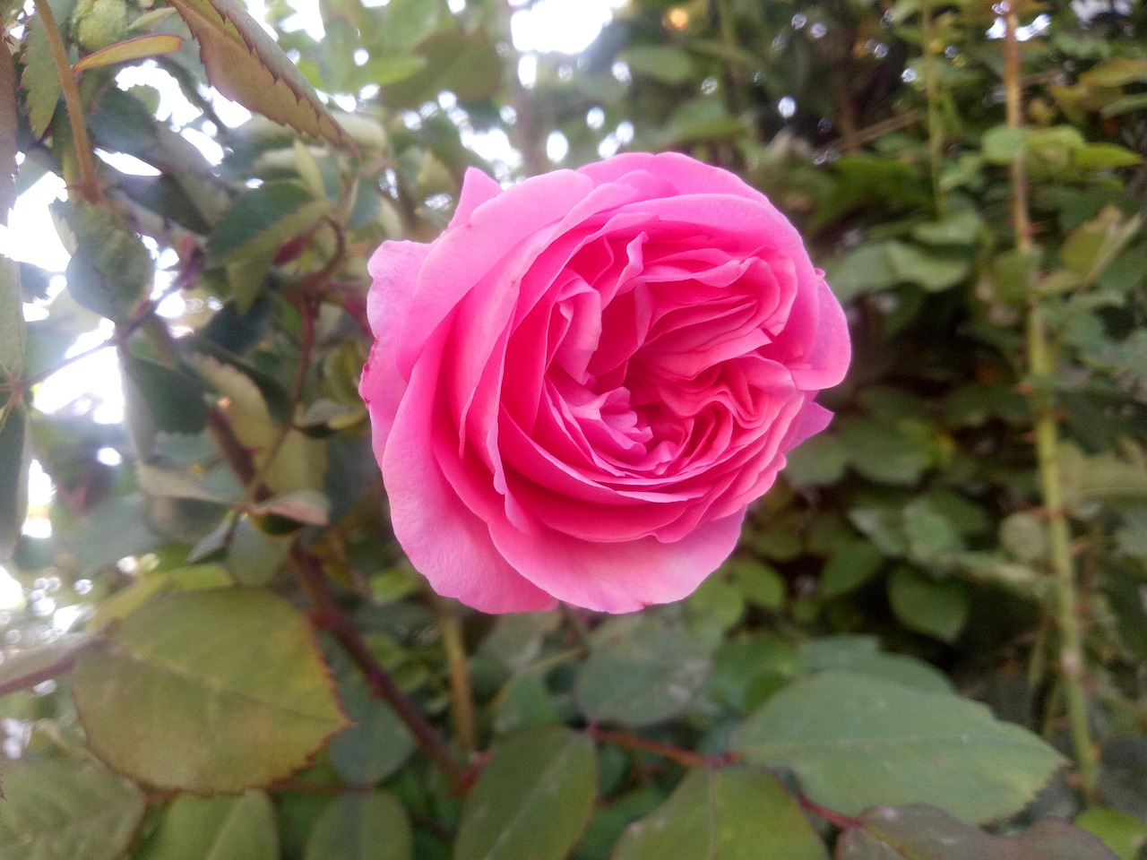 Rose Pinke Garten - Kostenloses Foto auf Pixabay - Pixabay