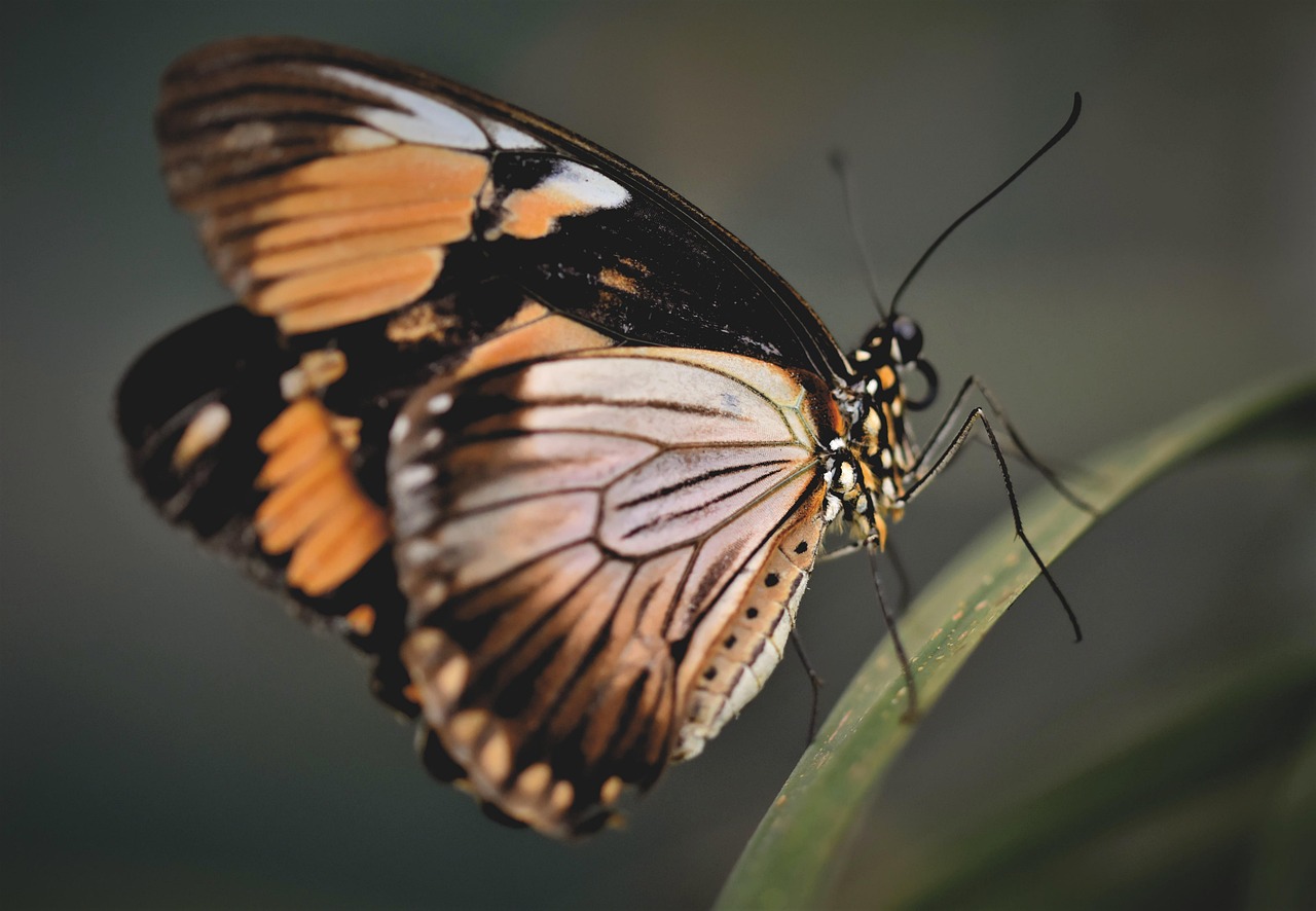 Butterfly Nature Wings Free Photo On Pixabay