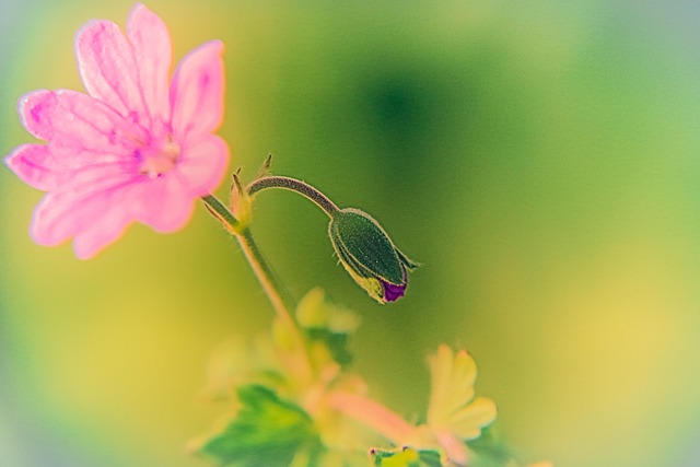 Free Flower Bud photo and picture