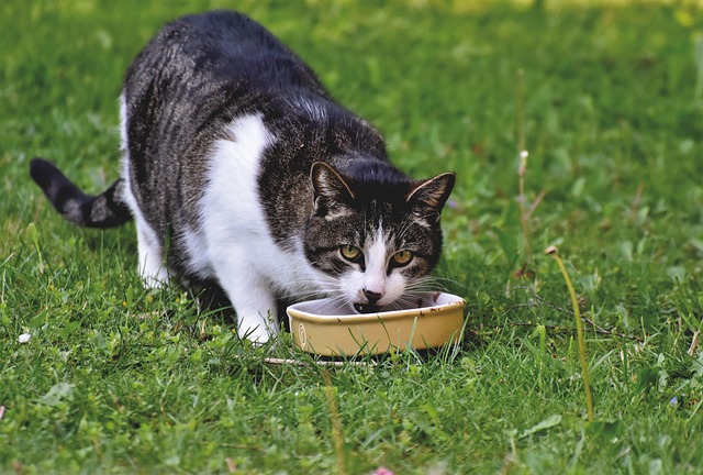 Free Cat Nature photo and picture Free Cat Nature photo and picture