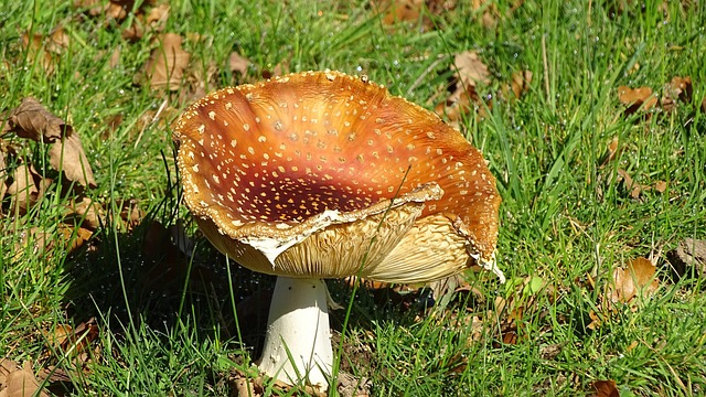 Free Mushroom Fungus photo and picture