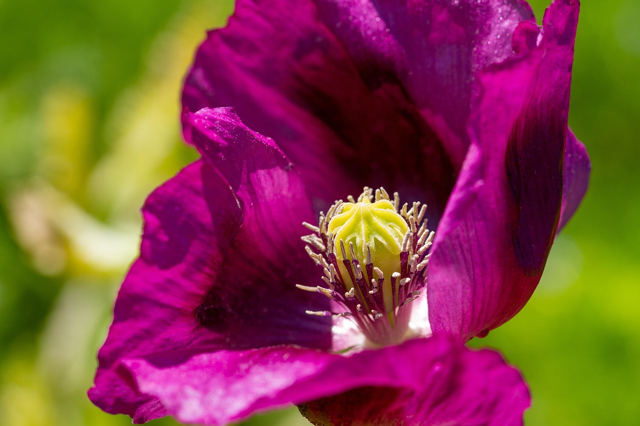 20,000+ Free Purple Poppy & Nature Images - Pixabay