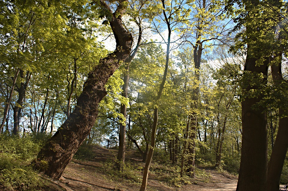 Nature Loading Nature Plants Trees - Free photo on Pixabay - Pixabay