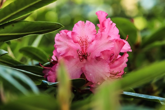 Rhododendron, Pink, Grün, Blüte, Pflanze