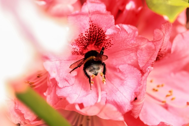 Rhododendron, Blüte, Hummel, Pink
