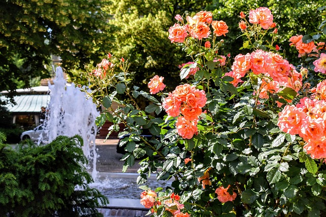 Blomst, Rose, Elsker, Roser, Natur