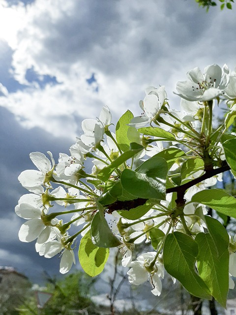 Flores, Céu, Natureza, Fundo Flor
