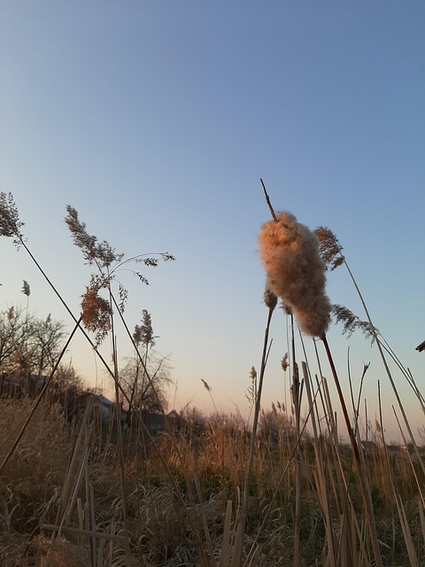Flores, Buço, Céu, Natureza, Lindo, Foto