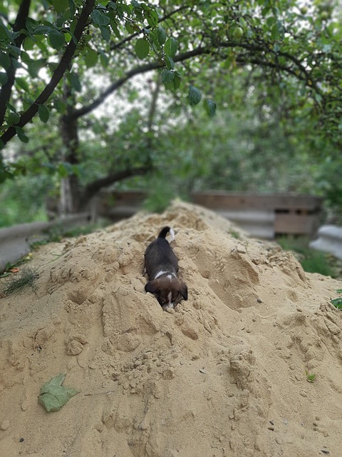 Cão, Filhote De Cachorro, Areia