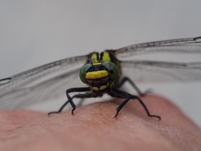 Free Dragon-Fly Insects photo and picture